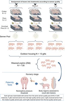 Life experiences of boars can shape the survival, aggression, and nociception responses of their offspring